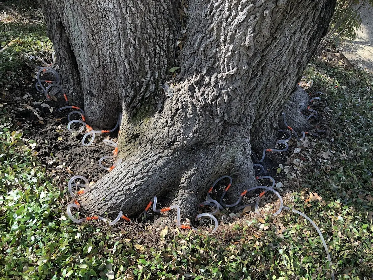 Detailed Tree Cabling and Bracing job site in Mill Neck
