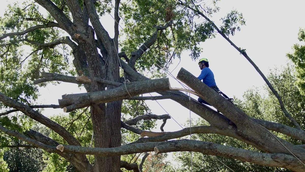 Professional Crown Thinning performed by certified arborists in Mill Neck